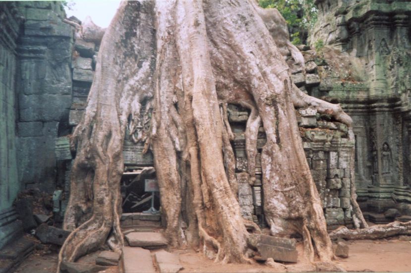 Tree Roots overgrowing Ta Prohm Temple at Siem Reap in northern Cambodia