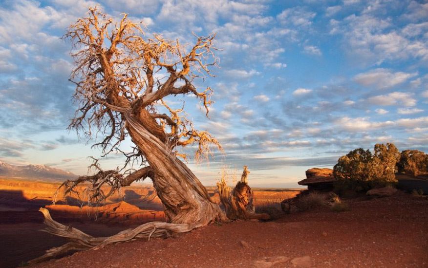 Dead tree at Dead Horse Point on " Island in the Sky "