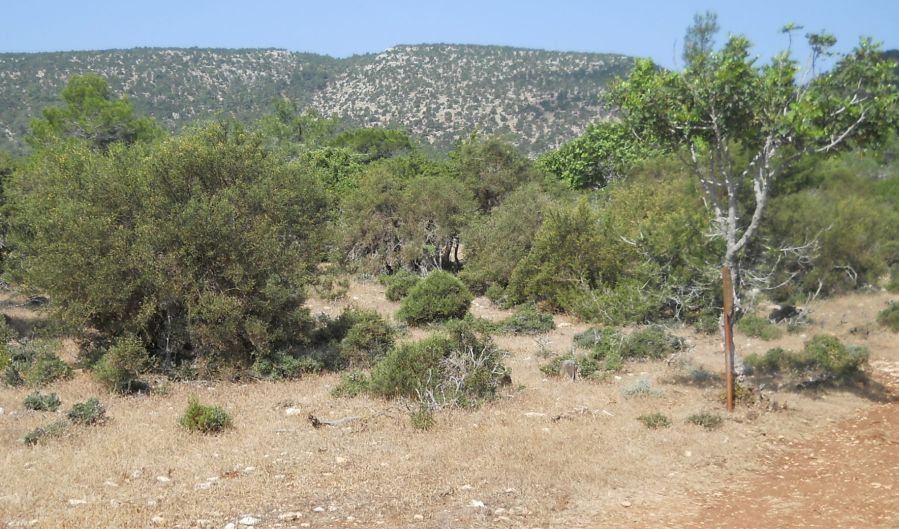 The Adonis Trail in the Akamas Heights of western Cyprus