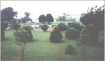 Jb_garden1.jpg