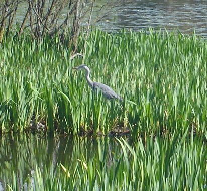 Heron at Kilmardinny Loch in Bearsden