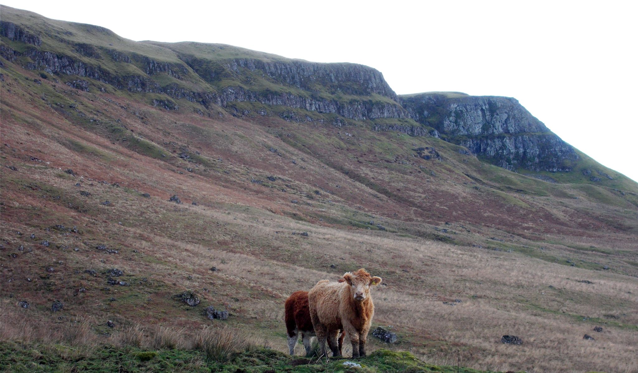 The escarpment of the Campsie Fells