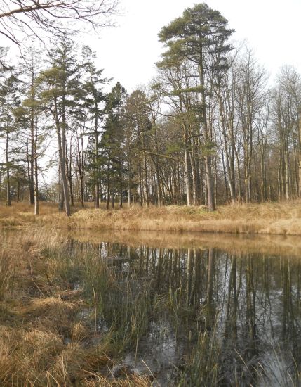 The Ladies Pond on Dougalston Estate