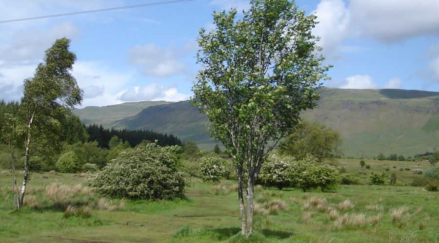 Campsie Fells above Dumbrock Muir