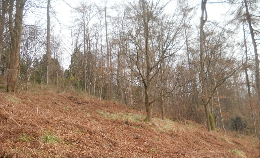 Garscadden ( Bluebell ) Woods