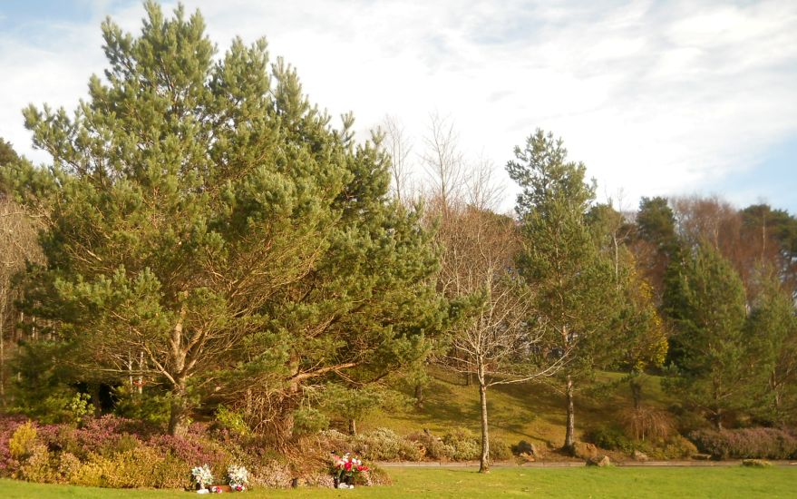 Woodlands and gardens at Linn Crematorium