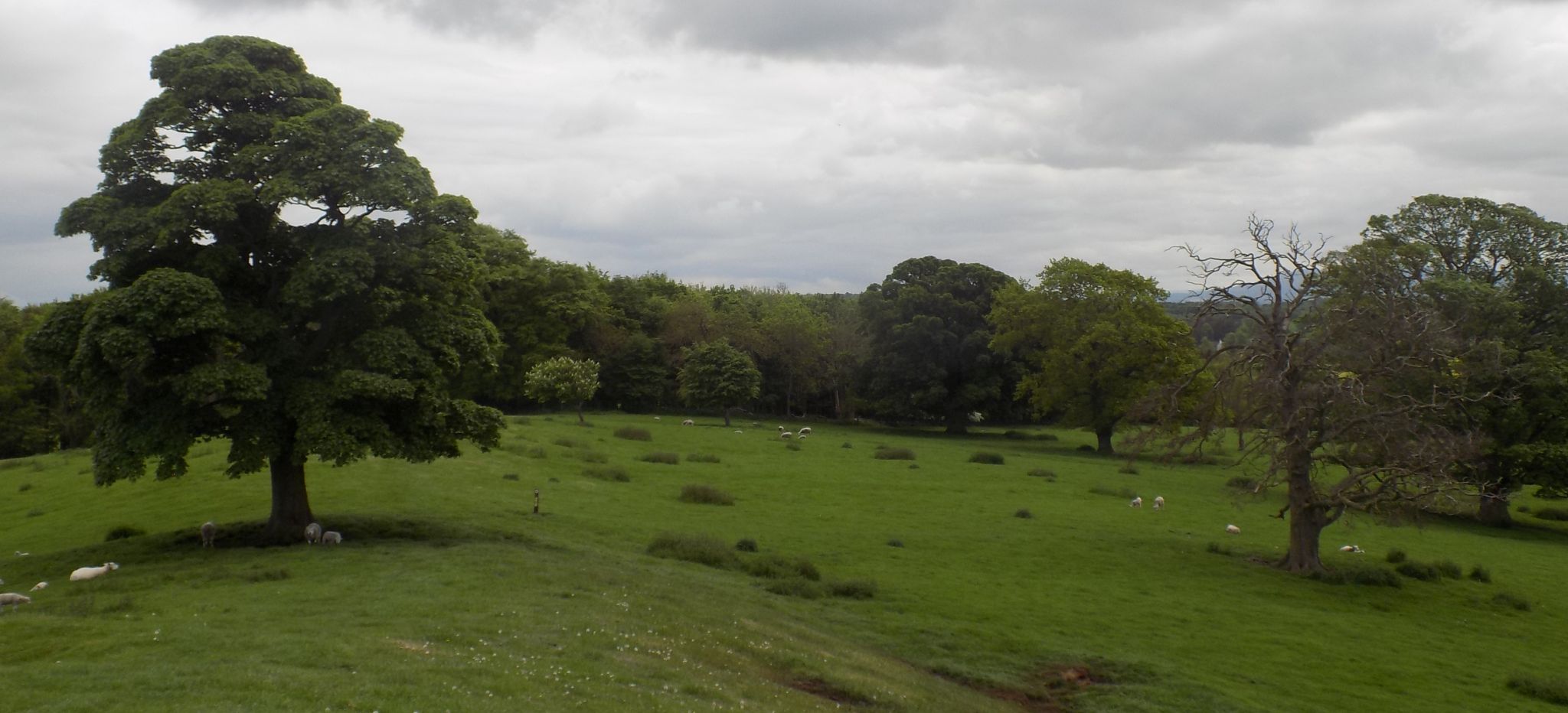 Parkland at House of the Binns