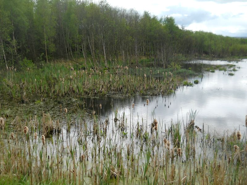 Wildlife Pond in Abbotshaugh Woodlands adjacent to the River Carron