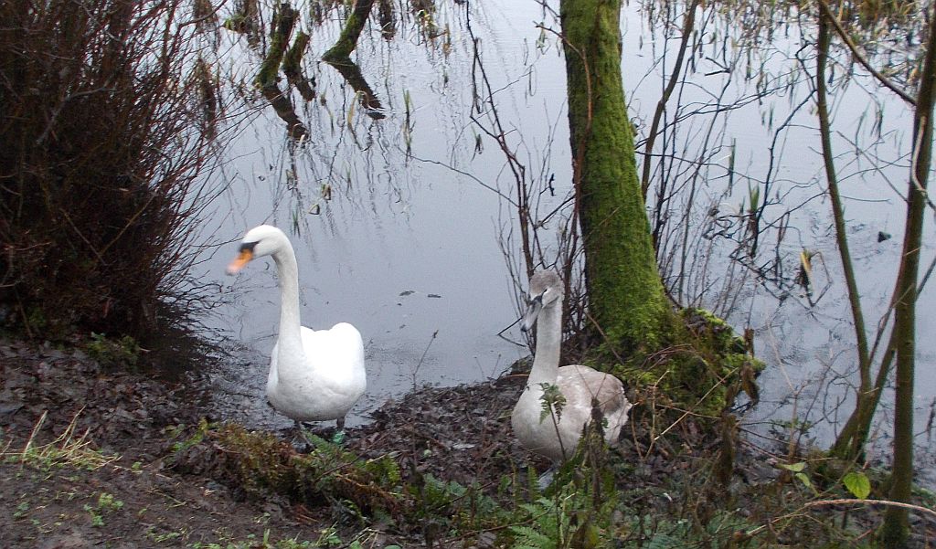 Swans at Kilmardinny Loch in Bearsden