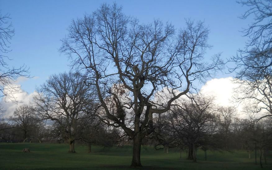 Lawn and trees in King's Park