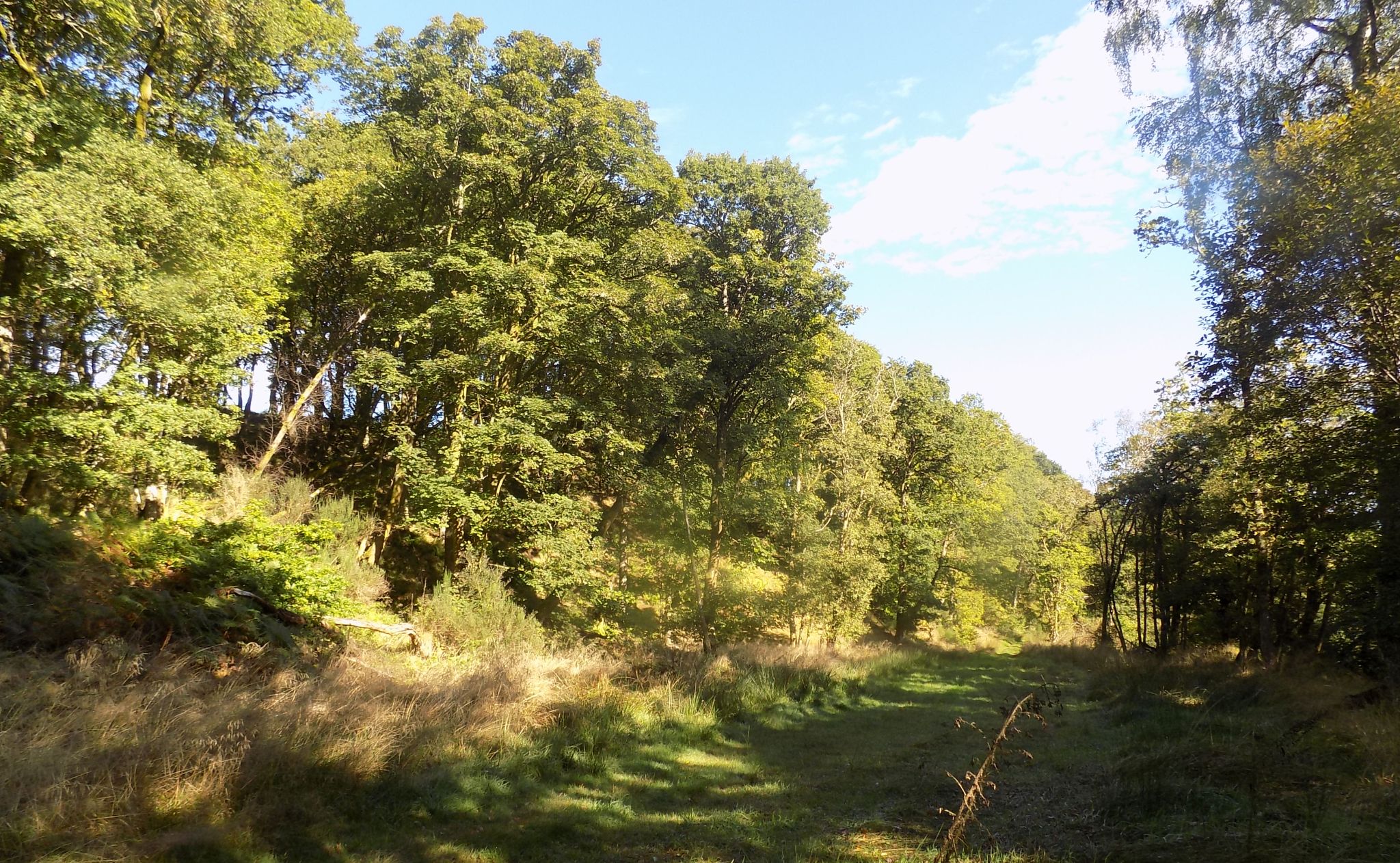 Track alongside Boquhan Burn towards Dasher Bridge