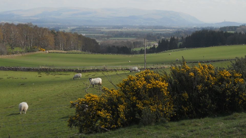 Ochil Hills from above Burnside Woodlands