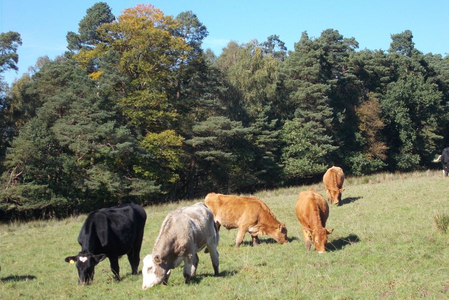 Woodlands in Overtoun estate