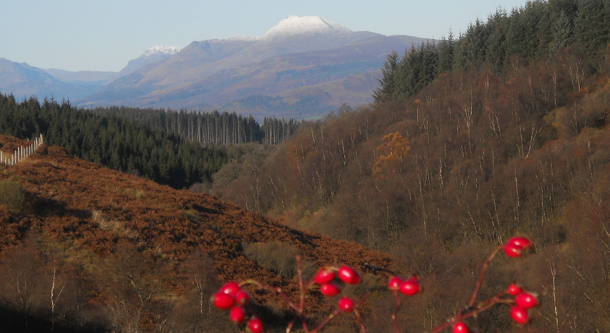 Ben Lomond beyond Burncrooks Valley