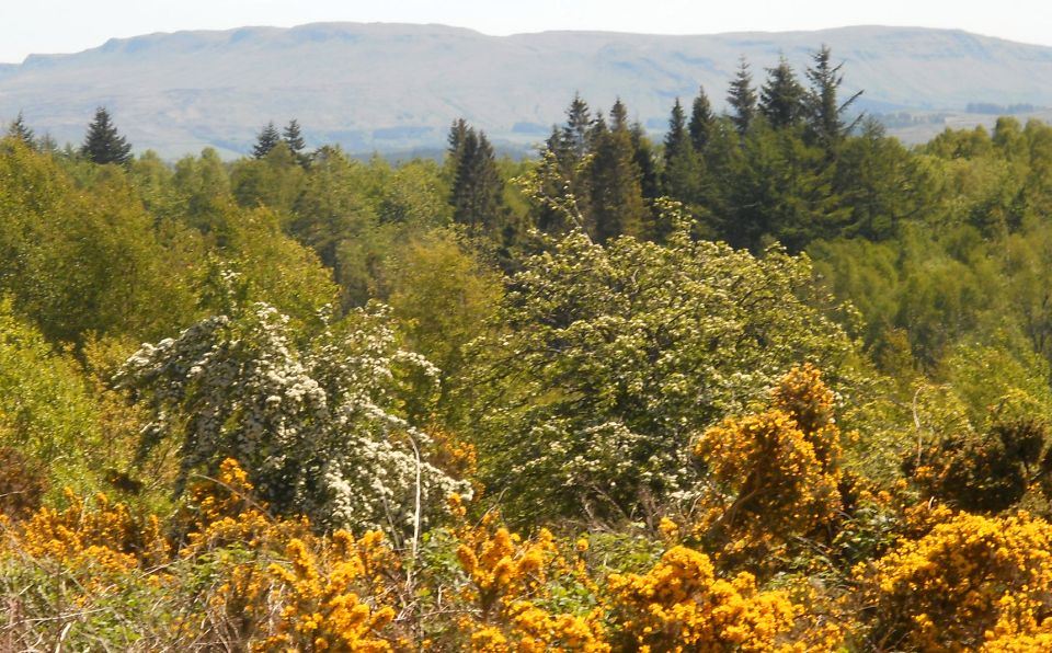 Campsie Fells on ascent of Whinny Hill